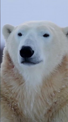 Earth's living Legends 🦁🐅🐻🐋 #naturedocumentary
