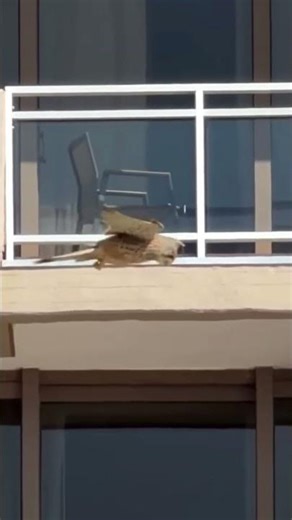 Hawk in suspended flight
