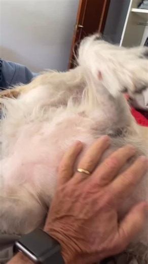 A trip to a lemon farm, for the DADS! Well, dad S did take me for a nice walk this morning. Then when we got home the dads explained to me that I couldn’t go. Two reasons, a car ride and there were three dogs on the farm that are territorial. So I sat on the couch and looked sad. They went with Joan and Bill. They told me about it later, they had fun seeing how the Lemoncello is made and trying many different flavors and some olive oil and marmalade as well. They must have liked it because they 