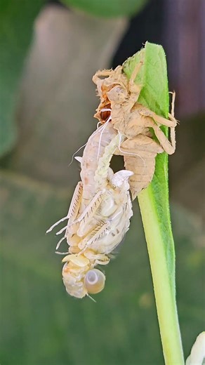 7. "Dragonfly Emergence | One of Nature's Most Beautiful Moments"