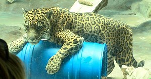 Beloved jaguar at Mesker Park Zoo turns 20