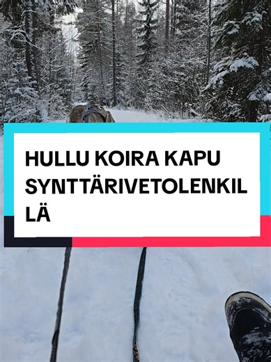 Kapu 3-vuotias: Synttärijuhlat pulkka-ajelulla!