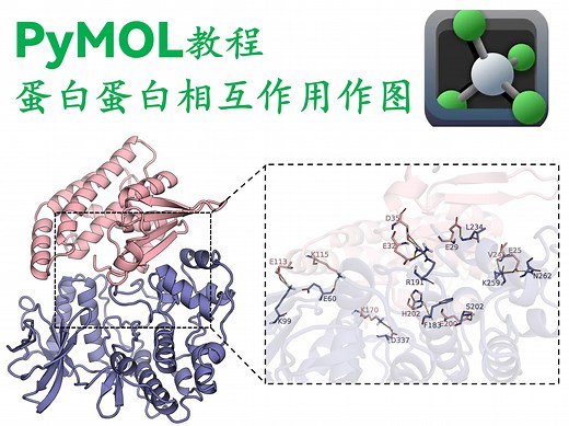 pymol绘图教程-蛋白蛋白相互作用分析