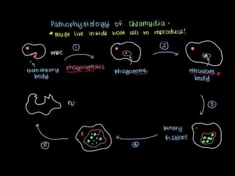 Pathophysiology of Chlamydia