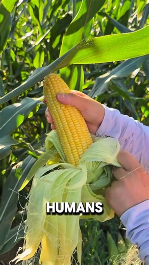 5 Fruits Humans Engineered Into Existence 🍓🍌