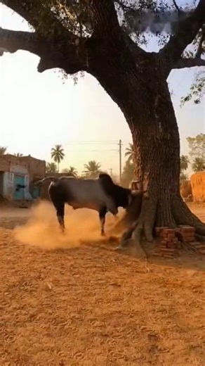 AI TEACHER UP41 on Instagram: "Strong Bull vs Tree | Angry Bull Power | Village Animal Attack Scene #animals #viral"