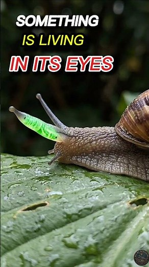 This Parasite Takes Over a Snail's Eyes 😱🐌#shorts #snail #parasite