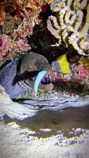 Big Fish Attacks Small Fish | Shocking Underwater Predator Moment 🐟🔥#fish #shorts