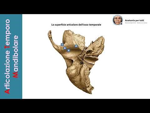 Articolazione Temporo Mandibolare - ATM