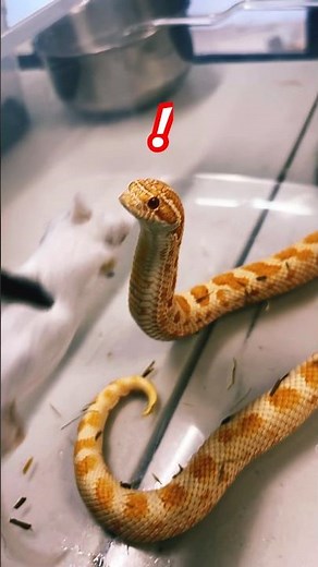 Snake having breakfast #mouse #whataboutreptilians #shorts