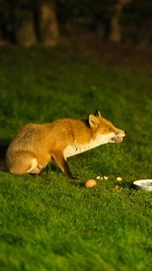 42K views · 5.9K reactions | Blacksox the fox as just been for dinner | The Mouse family that live by the brambles | Facebook