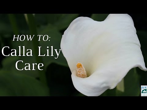 Calla Lily Care - Krohn Conservatory | Cincy Parks
