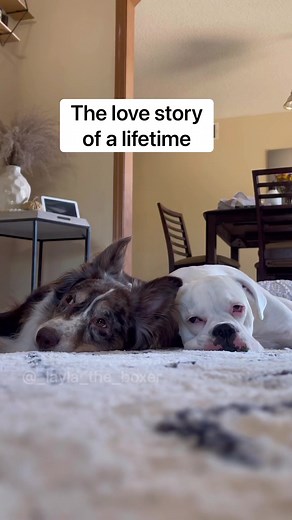 1.1M views · 10K reactions | (Layla the Boxer ‘s business account here ❤️) I will be right here waiting for you 沈 #funnydogs #dogskit #skit #dogactor #australianshepherd #heeler #whiteboxer #boxer #boxerdog #dogvideos #cutedogs #comedy #comedyskit #funnydogvideos #dogslosetoy | Manthy’s | Facebook