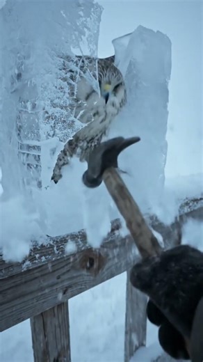 Frozen Falcon Rescue 🦅❄️ | Incredible Winter POV