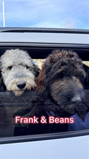 You’re Just a Schnoodle