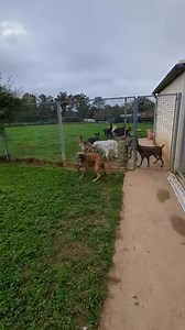 Doug la tornade Boxer 🫨 | Chez Marth' 87