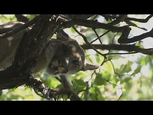 Science on the SPOT: Chasing Pumas