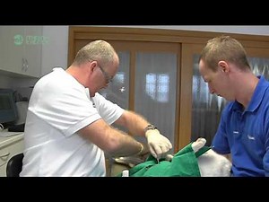 Sprechstunde beim Tierarzt: Kastration beim Kater