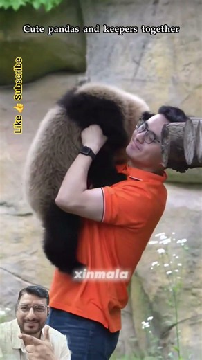 Cute Panda & His Loyal Keeper 🐼❤️ | The Sweetest Animal Friendship Ever! #Shorts #cute