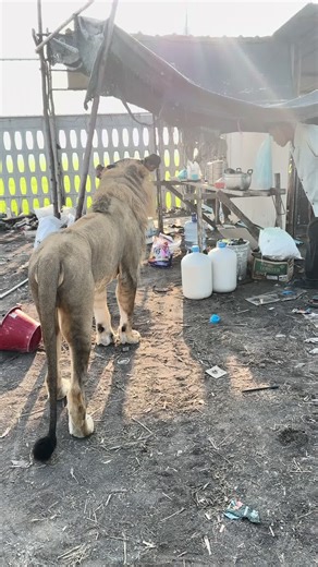 วิดีโอของ ขุนทรัพย์ (@the_lion_king9991) พร้อมเพลง เสียงต้นฉบับ - ขุนทรัพย์