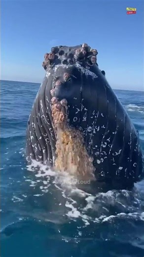 Why do whales jump out of the water? #tamil #facts #shorts