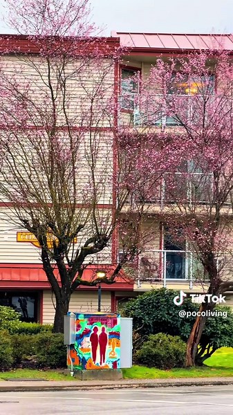 ❄️🌸Snow falling while the pink trees are already starting to bloom. One of those rare March moments where winter and spring show up at the same time. #PortCoquitlam #PoCo #SnowInMarch #SpringInBC #NatureMoments