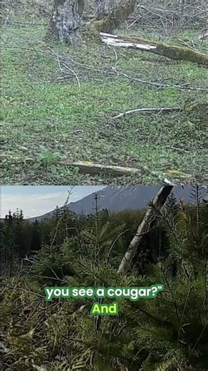 Cougar Encounter? Stay Calm & Survive: Expert Tips Revealed! #shorts