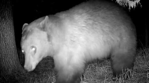 42K views · 475 reactions | Jump scare! A trail cam captured an unlikely nighttime interaction between a bear and coyote. | USA TODAY | Facebook