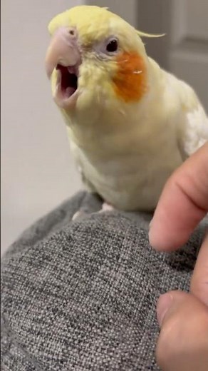 Helping Pikachu with Pin Feathers