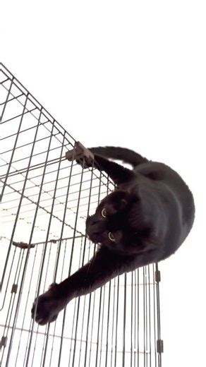 【既視感】心配症な飼い主を横目に3階からアクロバティックな降り方を披露するクロネコがこちらです。How to get off【ねこ Cat】