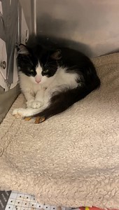 78 reactions · 46 shares | Transferred to PAWS Chicago BELLA (Aka...