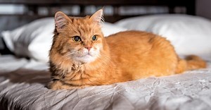 Why Does My Cat Loaf? 4 Reasons for This Behavior, As Revealed By an Actual Cat