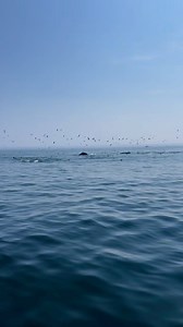 685K views · 25K reactions | Whales off of Chatham, Massachusetts - Cape Cod Cape Cod, Massachusetts | Cape Cod, Massachusetts | Facebook