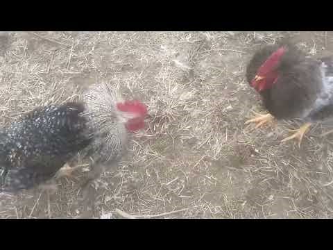 Teaching Roosters how to stay together without fighting 101￼