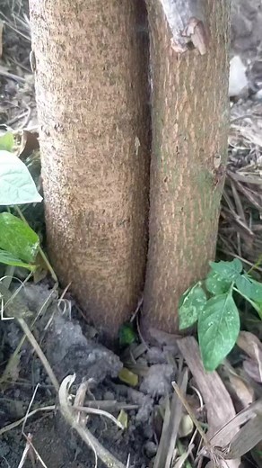 21K views · 556 reactions | Kadugtong ito po yung grafted mango na ginawa ko 3 years ago noong nag-uumpisa pa lamang akong gumawa ng content sa YouTube at mayroon na po itong bulaklak ito po ang patunay na mas mabilis talagang mamunga ang grafted fruit tree kaysa hindi grafted. | PINOY GRAFTER | Facebook