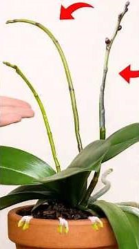 Why Your Orchid Won’t Bloom – How to Fix It Fast #orchids #plants #orchid #grow #shorts