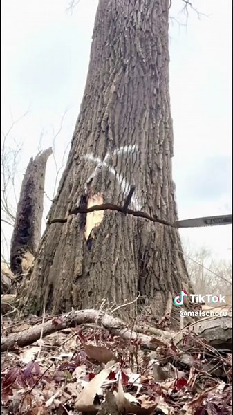 Giant Tree ASMR: Satisfying Nature Sounds
