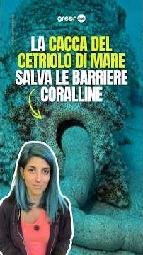La cacca del cetriolo di mare salva le barriere coralline
