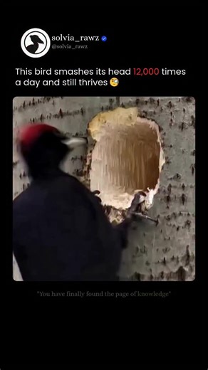 Solvia Rawz on Instagram: "‼️DID YOU KNOW woodpeckers don’t get brain damage—even after 12,000 head impacts a day❓️ 🪵🧠 - A woodpecker strikes wood at 6–7 m/s and delivers decelerations of 1,000–1,400 G per impact. In humans, 80–100 G can already cause concussion. By physics alone, a woodpecker should suffer massive brain trauma. It doesn’t—because of a multi-layer biological shock-management system. 🔬 1. Brain size & inertia (physics matters) A woodpecker’s brain weighs only ~2–4 grams. Lower