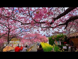 The Kawazu cherry blossoms are in full bloom at the birthplace of the Kawazu Zakura!