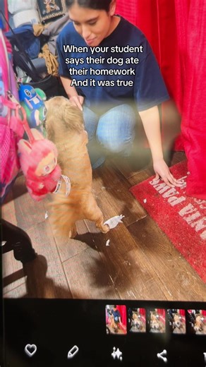 When the Dog Really Eats Homework: A Classroom Surprise