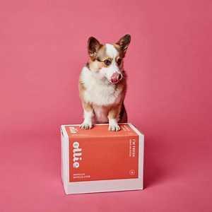 Ollie Review: Is it a Good Dog Food in 2024?