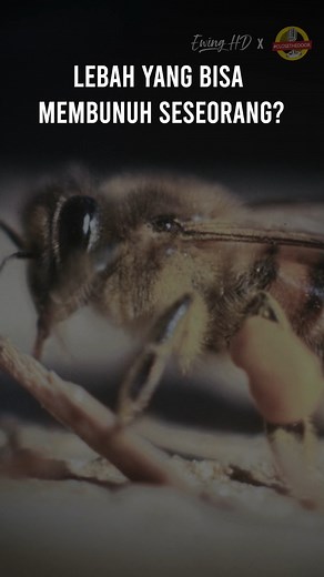 Lebah yang dijuluki lebah raksasa? #EwingHD | Ewing HD