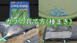 カブの育て方（種まき） | 有機栽培でおいしい野菜作り