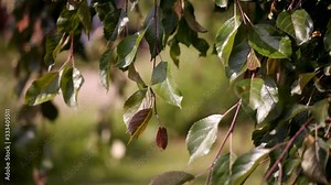 Malus pumila var. pendula