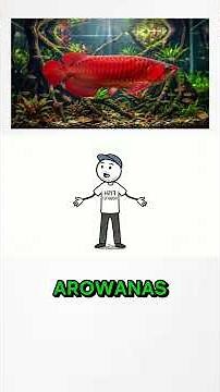 Asian Arowana vs African Arowana | What's the Difference?