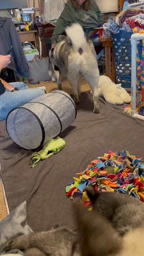 13K views · 239 reactions | On today’s episode of life with elkhounds, how many elkhounds can we fit in our living room? The puppies are enjoying playtime with their various family members. | Norwinds Elkhounds | Facebook