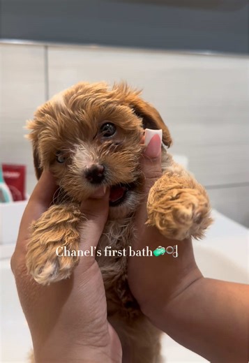 Cavapoo's First Bath with OUAI Dog Shampoo