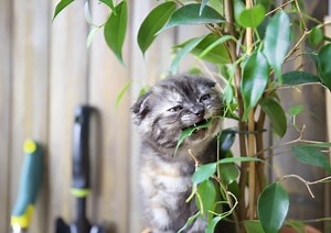 Mon chat abîme mes plantes : 5 solutions naturelles qui fonctionnent