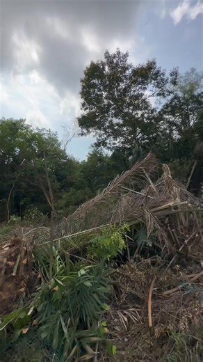Susulan aduan mengenai hutan belukar di sisi Jalan P11J, kerja-kerja pembersihan kini sedang dilaksanakan. Terima kasih kepada pihak Perbadanan Putrajaya (PPj) atas tindakan. 💪🏻 #DRJ #DRJdiPutrajaya | Dr Radzi Jidin